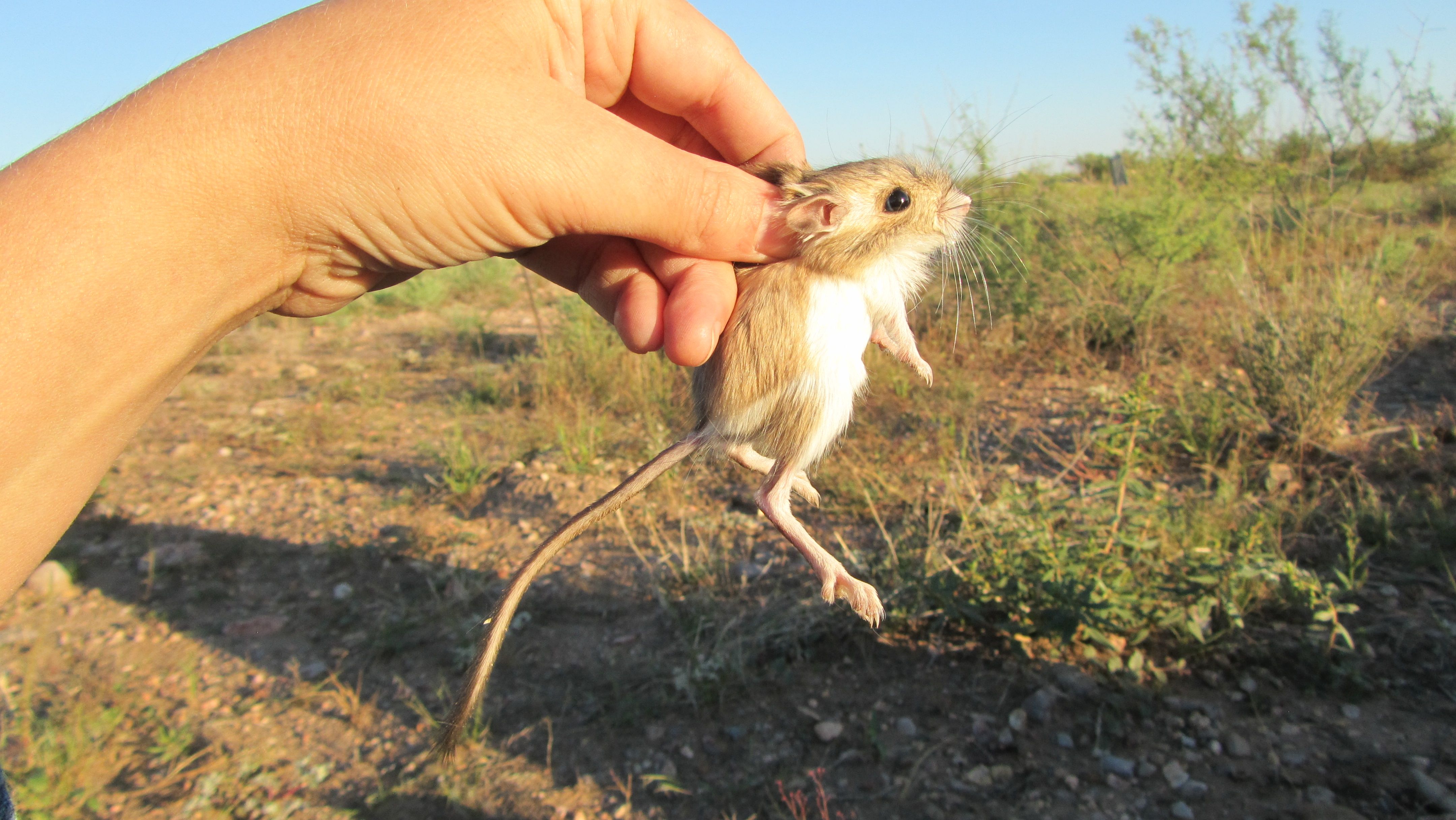 Merriam’s kangaroo rat, Dipodomys merriami, (https://portalproject.wordpress.com/)