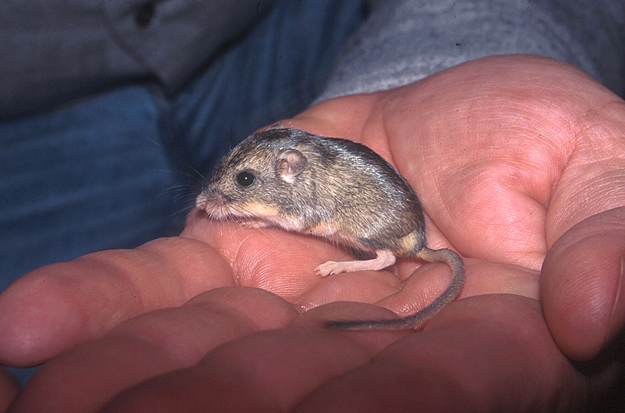 Silky pocket mouse,Perognathus flavus